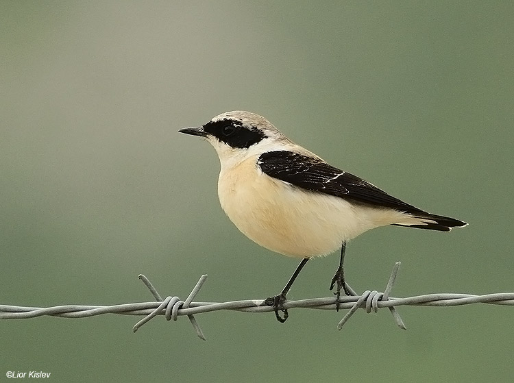   Black-eared Wheatear Oenanthe hispanica ,Susita Golan ,March  2011. Lior Kislev